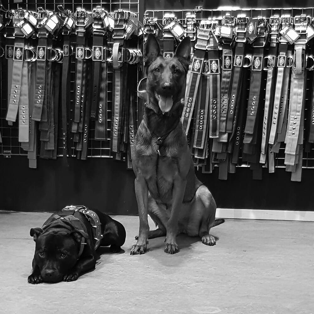 Sterke honden halsbanden eurobullysupply