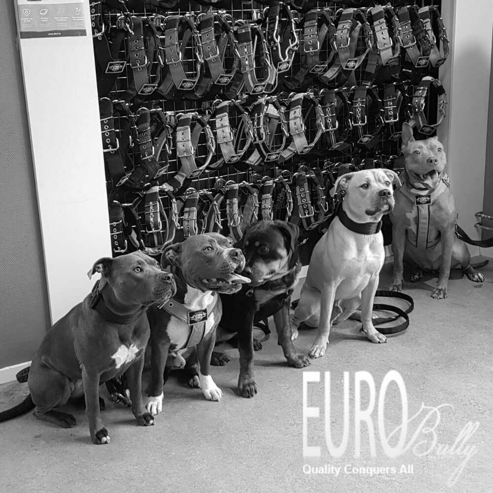 winkel Eurobullysupply