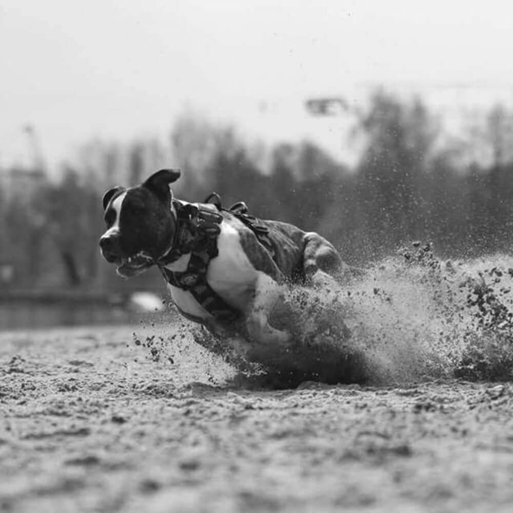 Sterke y-tuigen comfortabel voor de hond